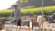 Китайський мед як відрізнити від українського продукт