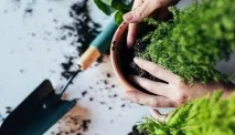 Коли пересаджувати кімнатні квіти - коли можна, місячний календар та інструкція пересаджувати