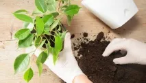 Коли пересаджувати кімнатні квіти - коли можна, місячний календар та інструкція пересаджувати