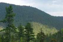 корейски кедрови гори