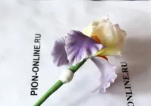 квітки
