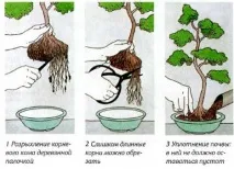 Коли пересаджувати кімнатні квіти - коли можна, місячний календар та інструкція кімнатні