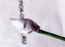 керамічна