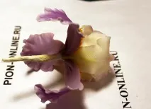 іриса