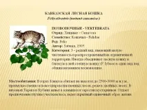 каваказська