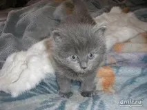 Коли зміниться очі у кошеня британця, Нашікішки і собаки кошеня
