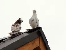КОГО французи називають летючим щуром кого