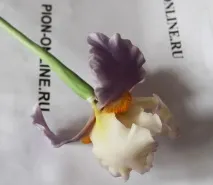 іриса