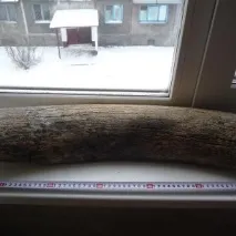 кост мамут