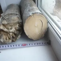 мамут кост