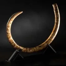 слонова кост мамут