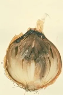 цибулю