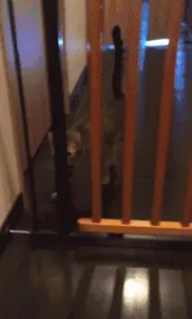 купих купих