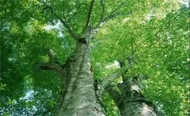 Кора лікувальної осики шкода та користь можна