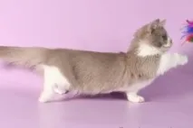 котки къси