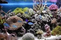 морски снимка