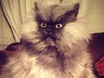които през