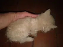 зверху