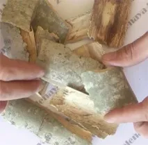 Кора лікувальної осики шкода та користь можна
