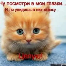 котка куче
