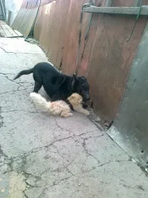 зверху