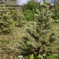 розплідника