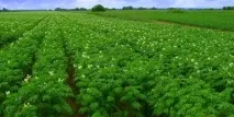 употреба плевели