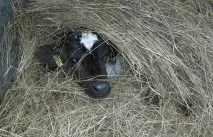 лікування