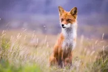 красиви снимка