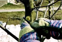 Лікування дерев у саду Способи лікування та профілактики різних захворювань у плодових дерев дерев