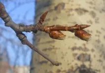 Лікування раку простати народними засобами народними