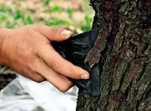 Лікування дерев від хвороб види і як лікувати види