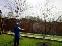Лікування дерев у саду Способи лікування та профілактики різних захворювань у плодових дерев саду