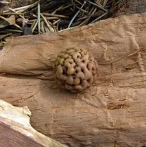 kwandong Десерт kwandong