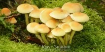 берачи гъби кръг
