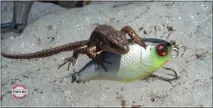 МАРАТ, Воблери від Jackall Chubby F38 та Chubby Diving марат