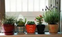 Магічне значення кімнатних квітів значення