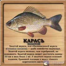 золотого
