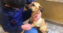 собаки