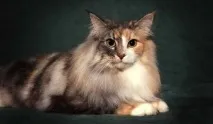 whiskas рекламата
