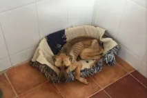неймовірне