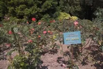 никитски градина
