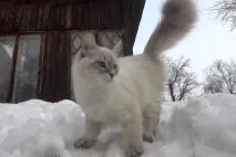 Невська маскарадна кішка - Все про кішок кішок