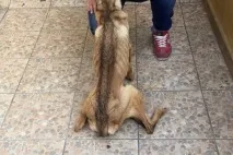 прізвисько