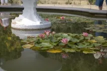 никитски градина