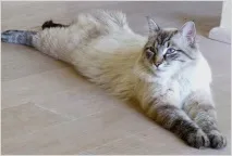 Невська маскарадна кішка фото та відео, характер, опис породи характер
