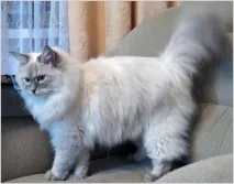 Невська маскарадна кішка фото та відео, характер, опис породи невська