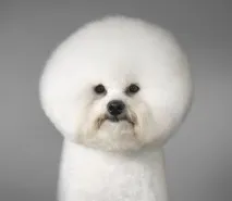 живейте който