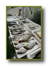 hake merluza