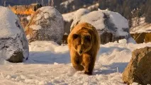 русия развихри